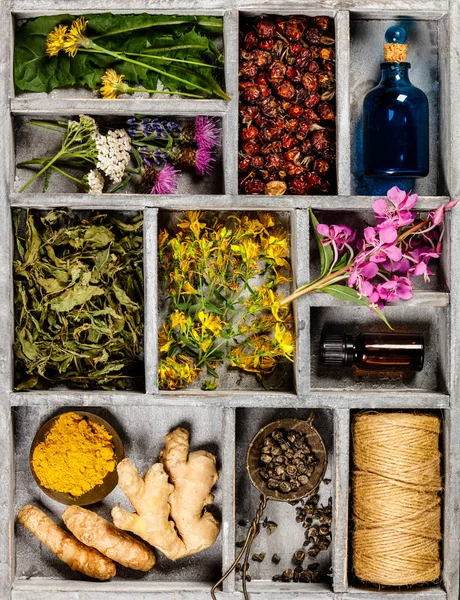 Flat lay of wild healing herbs — Stock Photo, Image