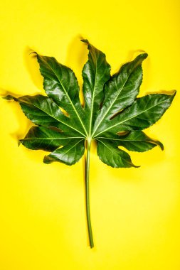 Sarı arka planda tropikal yapraklar