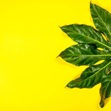 Sarı arka planda tropikal yapraklar