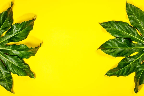 Tropiska blad på gul bakgrund — Stockfoto