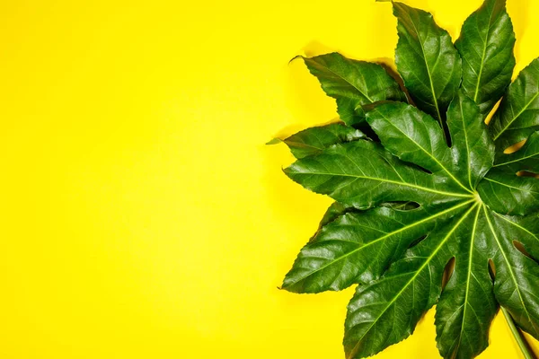 Tropical leaves on yellow background — Stock Photo, Image