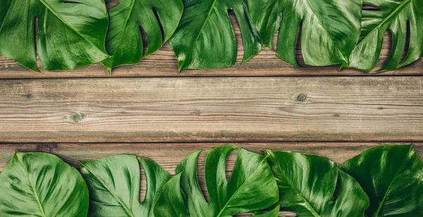 Monstera tropical folhas no fundo de madeira — Fotografia de Stock