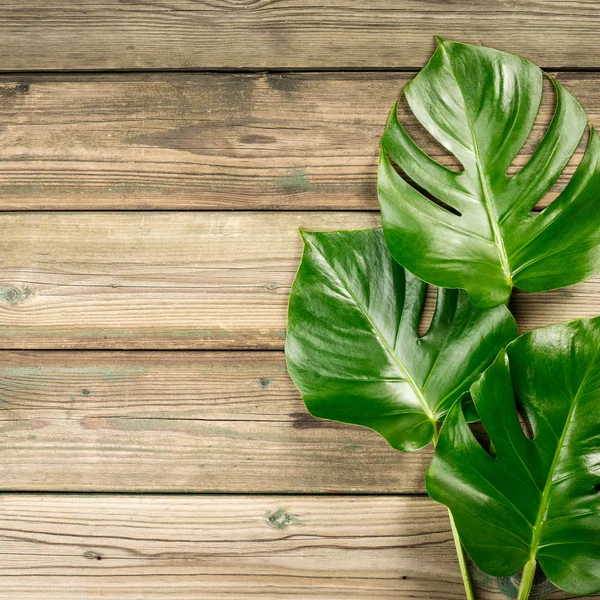 Monstera tropical hojas sobre fondo de madera — Foto de Stock