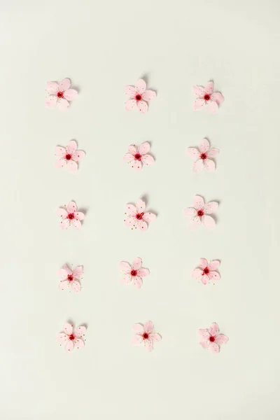 Floral pattern of cherry flowers — Stock Photo, Image