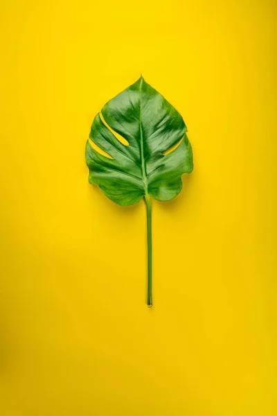 Тропічні листя монстрів на жовтому тлі — стокове фото