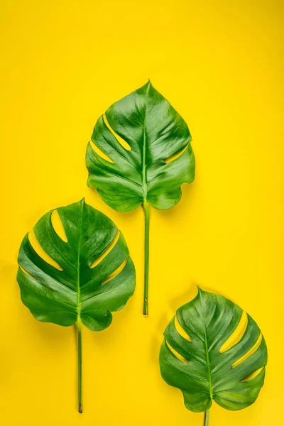 Folhas de monstera tropical no fundo amarelo — Fotografia de Stock