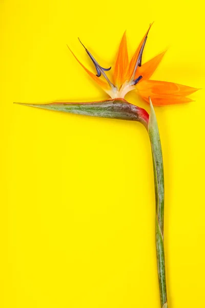 Цветок райской птицы Strelitzia reginae — стоковое фото