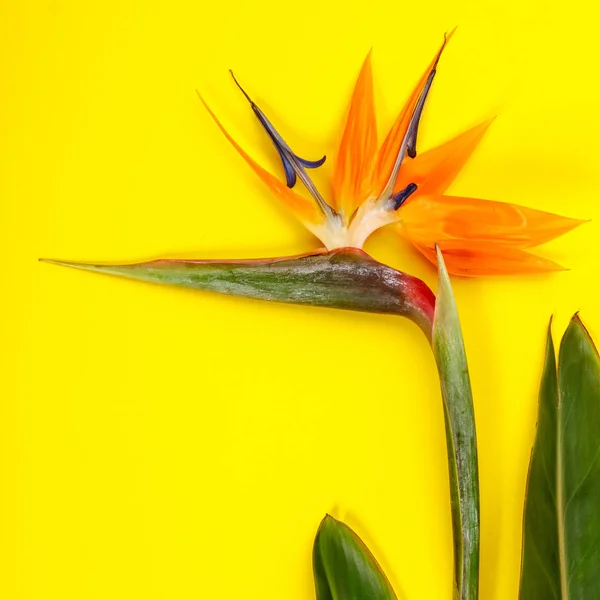 Uccello del paradiso fiore Strelitzia reginae — Foto Stock