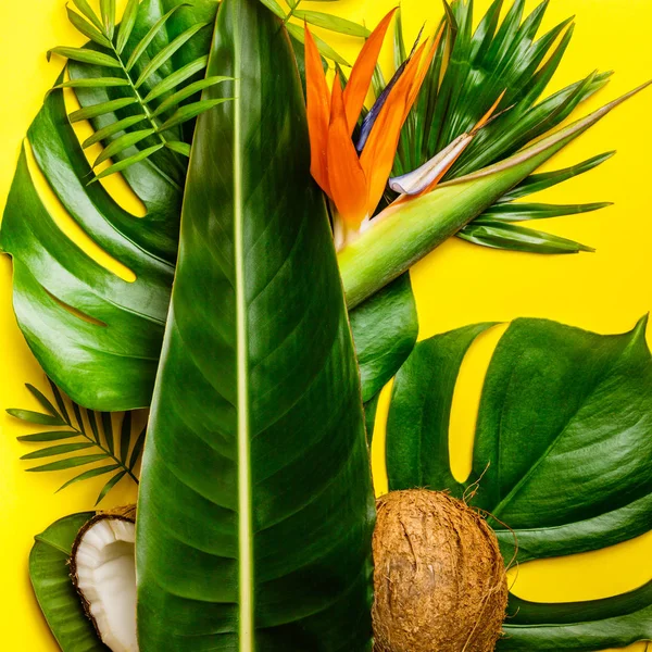 Cocos e folhas tropicais — Fotografia de Stock