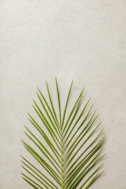 Yeşil palmiye yaprağı düz beton zemin üzerinde yatıyordu