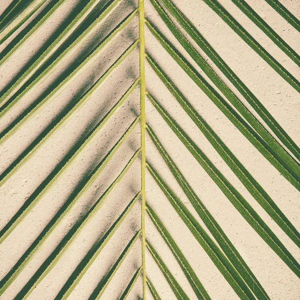 Hoja Palma Verde Sobre Fondo Hormigón Plano —  Fotos de Stock