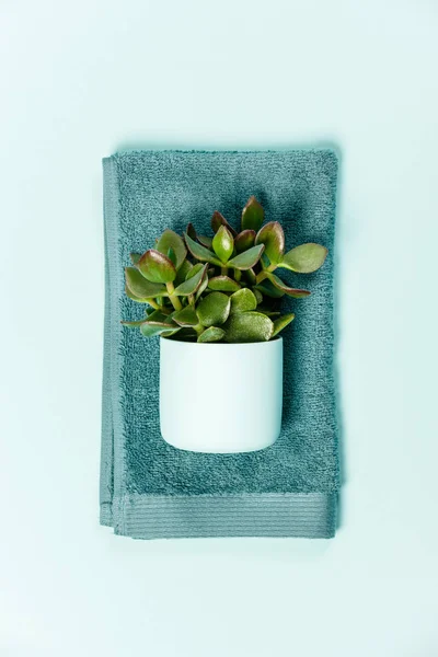 Green cosmetics flat lay with succulent plant