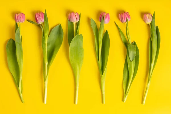 Rózsaszín Tulipán Sárga Háttérrel Lapos Laikus Kompozíció Vállalkozók Bloggerek Magazinok — Stock Fotó