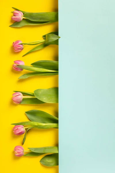 黄色背景上的粉红郁金香 平面为企业家 社交媒体和Instagram提供作文 — 图库照片