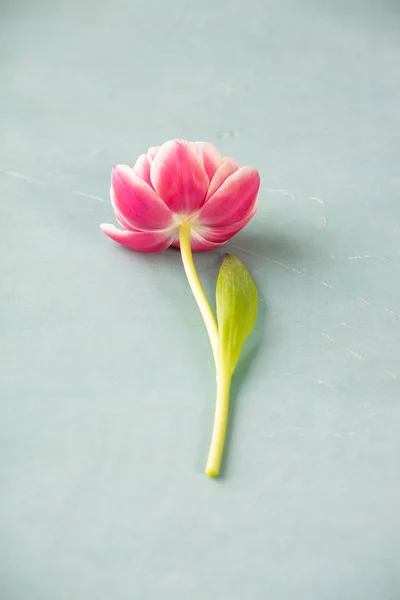 蓝色背景的粉红郁金香 — 图库照片
