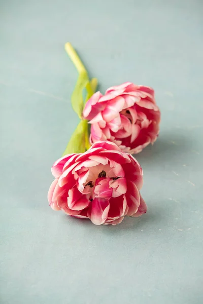 Roze Tulpen Blauwe Achtergrond — Stockfoto