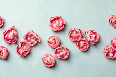 Mavi arka planda pembe laleler