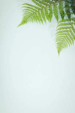 Eğreltiotu yaprakları üzerinde mavi arka plan, düz yatıyordu, en iyi görünümü