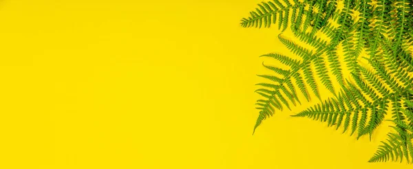 Fern Leaves Summer Minimal Background Space Text Flat Lay View — Stock Photo, Image