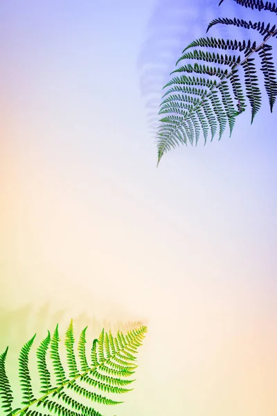 Fern bladeren op blauwe achtergrond, plat lag, top uitzicht — Stockfoto