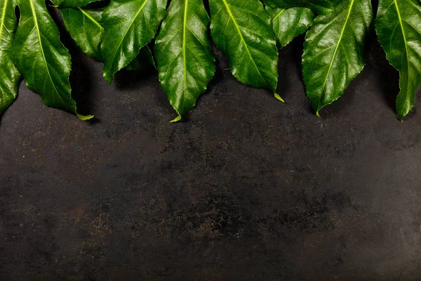 Тропические листья на тёмном деревенском фоне — стоковое фото