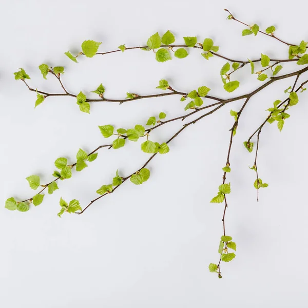 İlkbaharda taze yapraklarla huş ağacı dalı — Stok fotoğraf