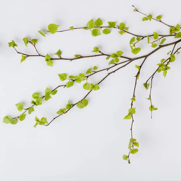 Birch tree branch with fresh leaves in spring