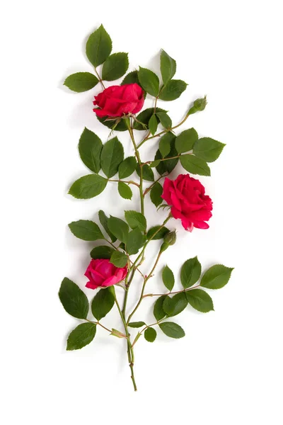 Vzorek vyrobený z červených růží na bílém pozadí — Stock fotografie