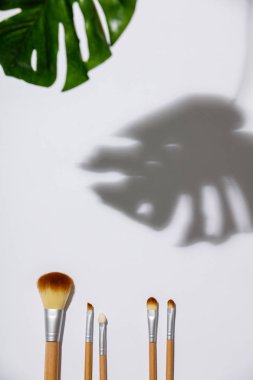makyaj fırçası ve monstera beyaz bir arka plan üzerinde bırakır
