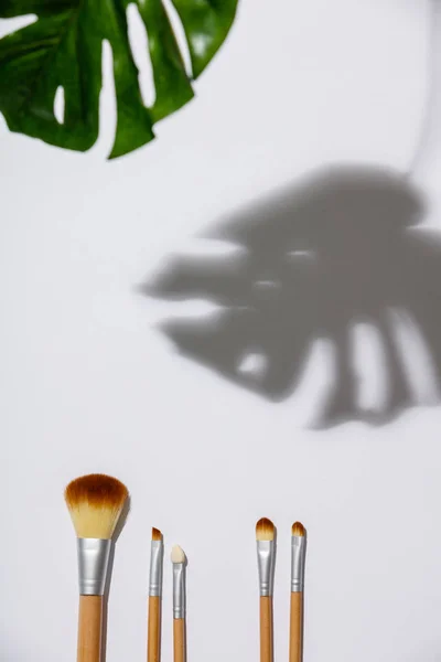 Makeup brush and monstera leaves on a white background — Stock Photo, Image