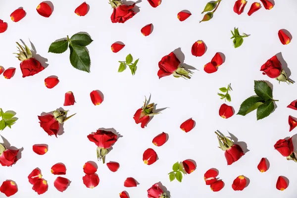 Bloemmotief met rode rozen, bloemblaadjes en bladeren op witte achtergrond — Stockfoto