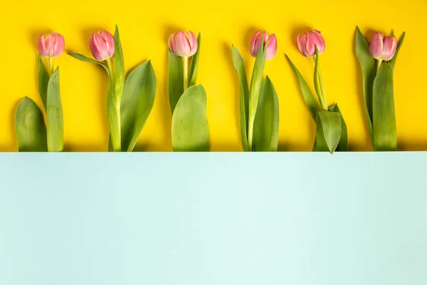 Rosa Tulpen auf gelbem Hintergrund, flache Lage — Stockfoto