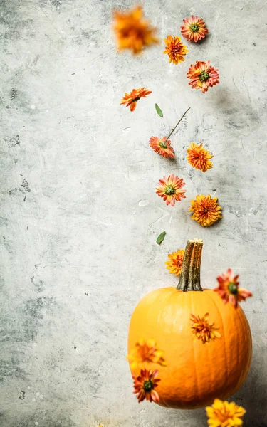 Zucca e crisantemo vitanti, spazio per il testo — Foto Stock