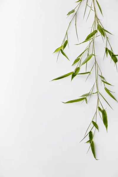 Ramos de bambu sobre fundo branco — Fotografia de Stock