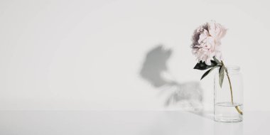 Güzel şakayık çiçeği cam kavanozda beyaz duvara yaslanmış, kopyalama alanı