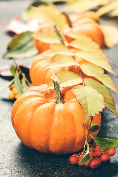 Estudio de una bonita calabaza ornamental con hojas de otoño sobre fondo rústico oscuro — Foto de Stock