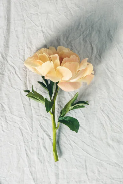 Hermosa flor de peonía sobre fondo de mantel de lino gris, vista superior, — Foto de Stock