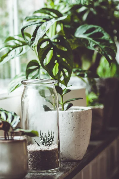 Topfpflanzen am Fenster. Wohnkultur und Gartenkonzept. — Stockfoto