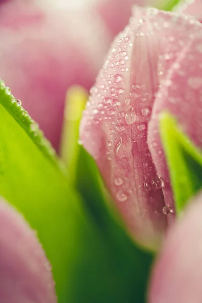 Ramo de primavera fresca de tulipanes con gotas de rocío —  Fotos de Stock