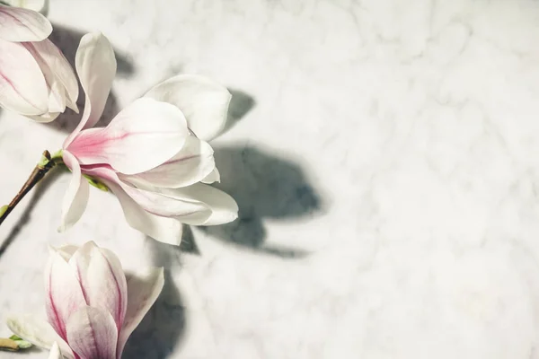 Belles fleurs magnolia rose sur table en marbre blanc. Vue de dessus. Pose plate. Printemps concept minimal. — Photo