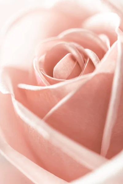 Vista de cerca de rosa rosa elegante beatiful con gota de agua — Foto de Stock