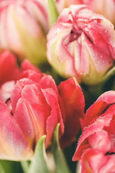 Fresh spring bouquet of tulips with dew drops — Stock Photo, Image