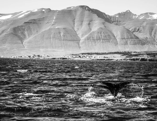 Whales on water in gulf of Iceland. Black-white photo.