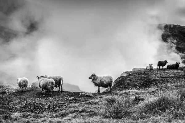 羊とランドス ケープの分野でラムズ アイスランド牧草地風光明媚です — ストック写真