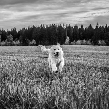 Tatra çoban köpeği açık yürüyüş. Siyah-beyaz fotoğraf.