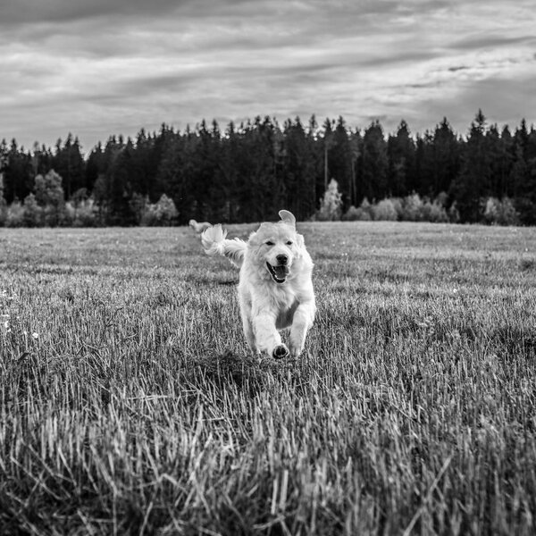 Tatra Shepherd Dog walking outdoor. Black-white photo.