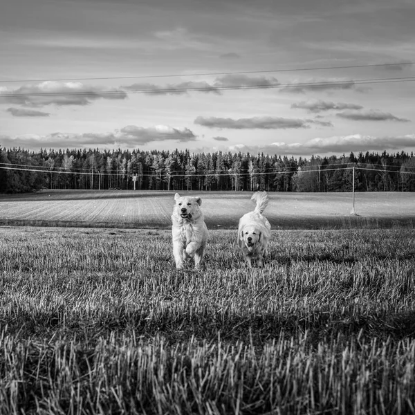 Две Большие Белые Собаки Гуляют Улице Татра Шепард Дог Черно — стоковое фото