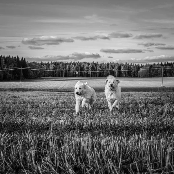 Две Большие Белые Собаки Гуляют Улице Татра Шепард Дог Черно — стоковое фото