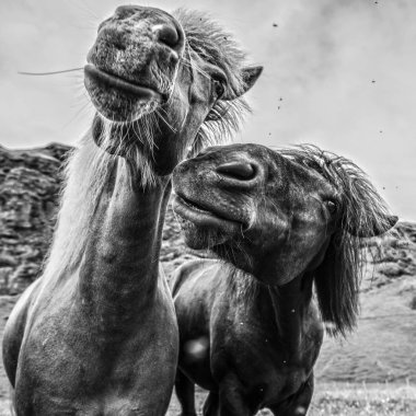 İzlanda'daki açık arazide atlar. Siyah-beyaz fotoğraf.