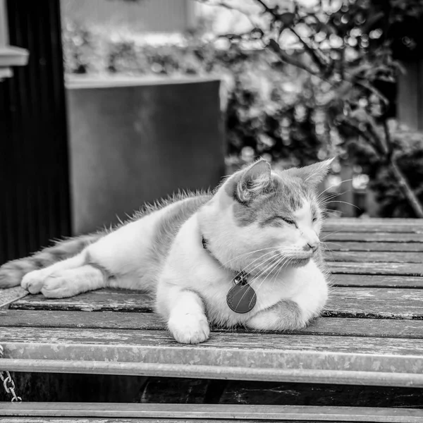 Σπίτι Γάτα Στον Κήπο — Φωτογραφία Αρχείου